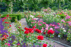 OOTY ROSE GARDEN 